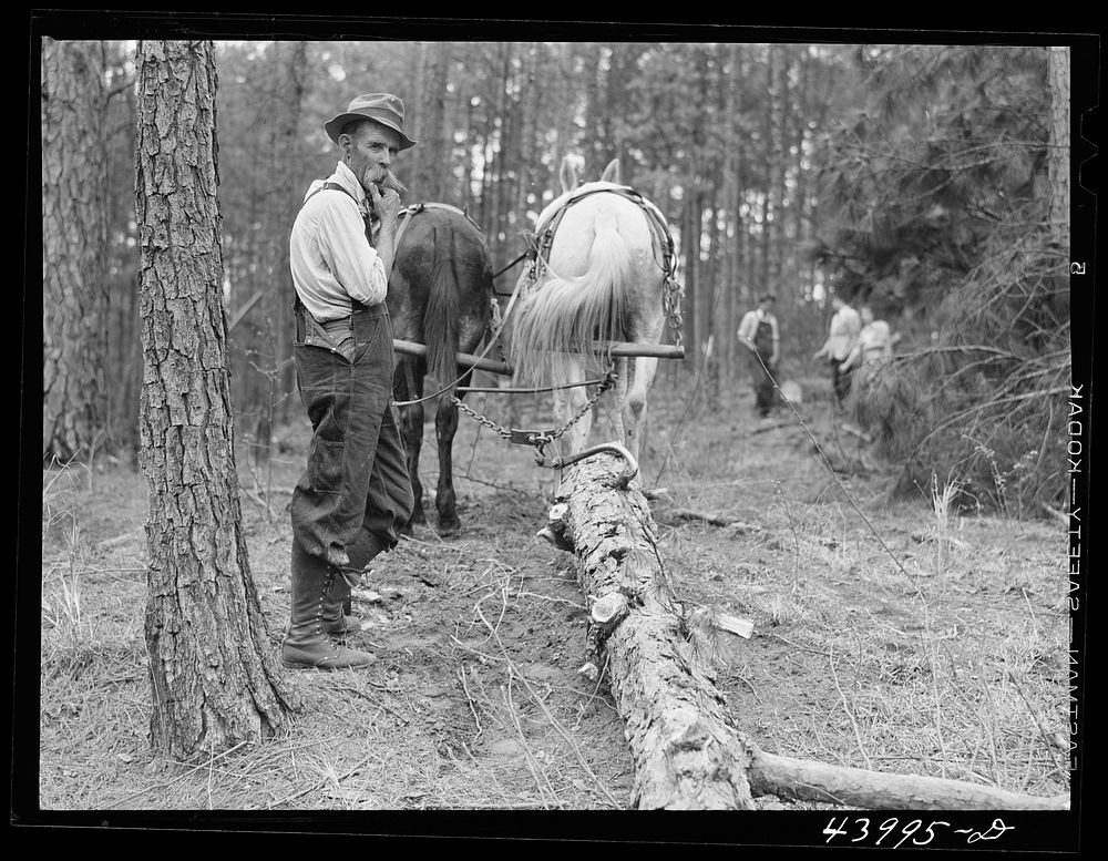 Hauling logs with mules. Heard County, Georgia. Sourced from the Library of Congress.