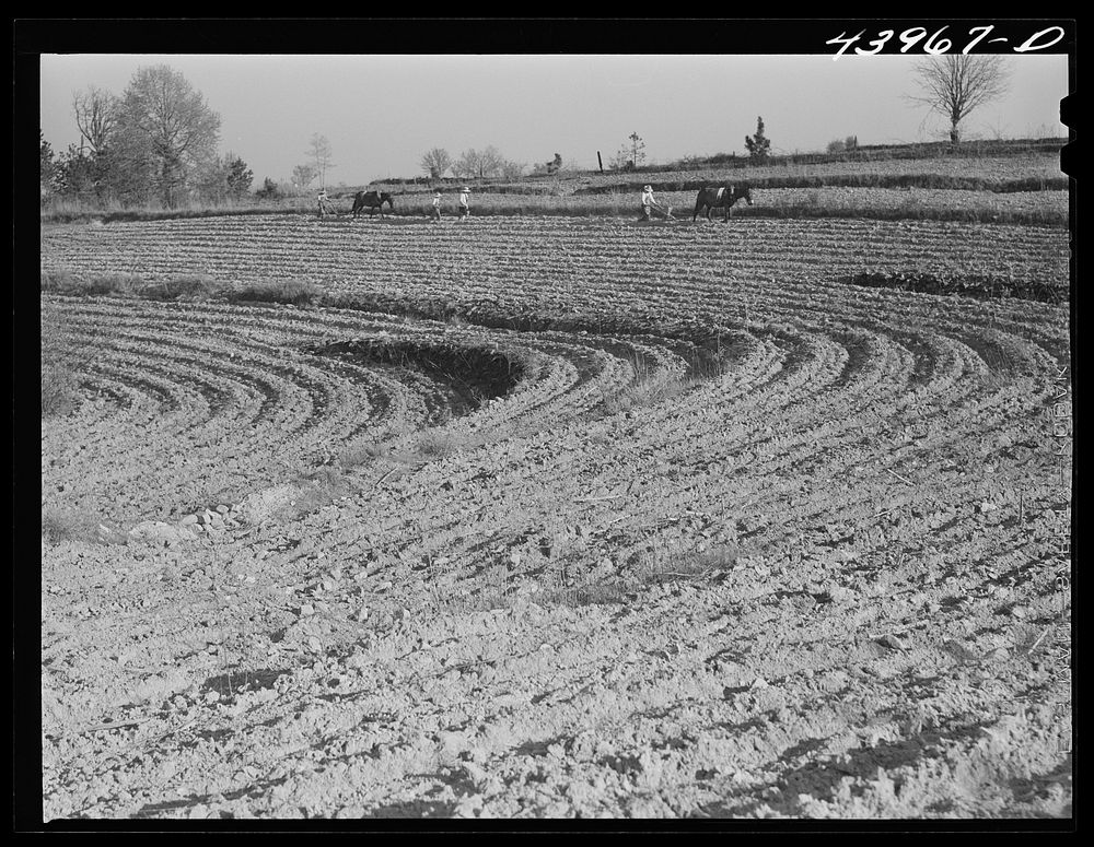 Planting cotton in Heard County, near Franklin, Georgia. Sourced from the Library of Congress.