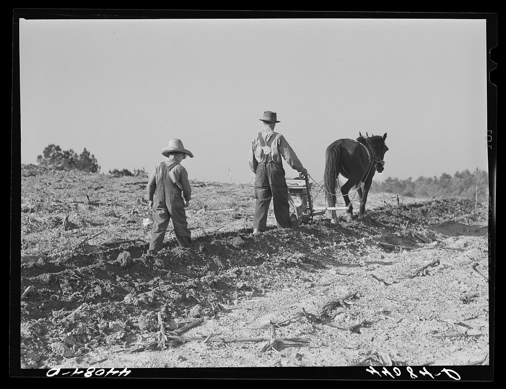 Lemuel Smith, FSA (Farm Security Administration) borrower, plowing; his son, Colie, planting peas. Carroll County, Georgia.…
