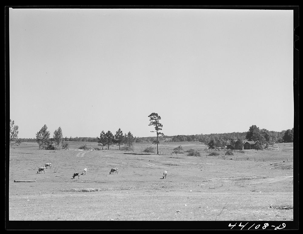 [Untitled photo, possibly related to: A pasture which FSA (Farm Security Administration) has just completed. Greene County…