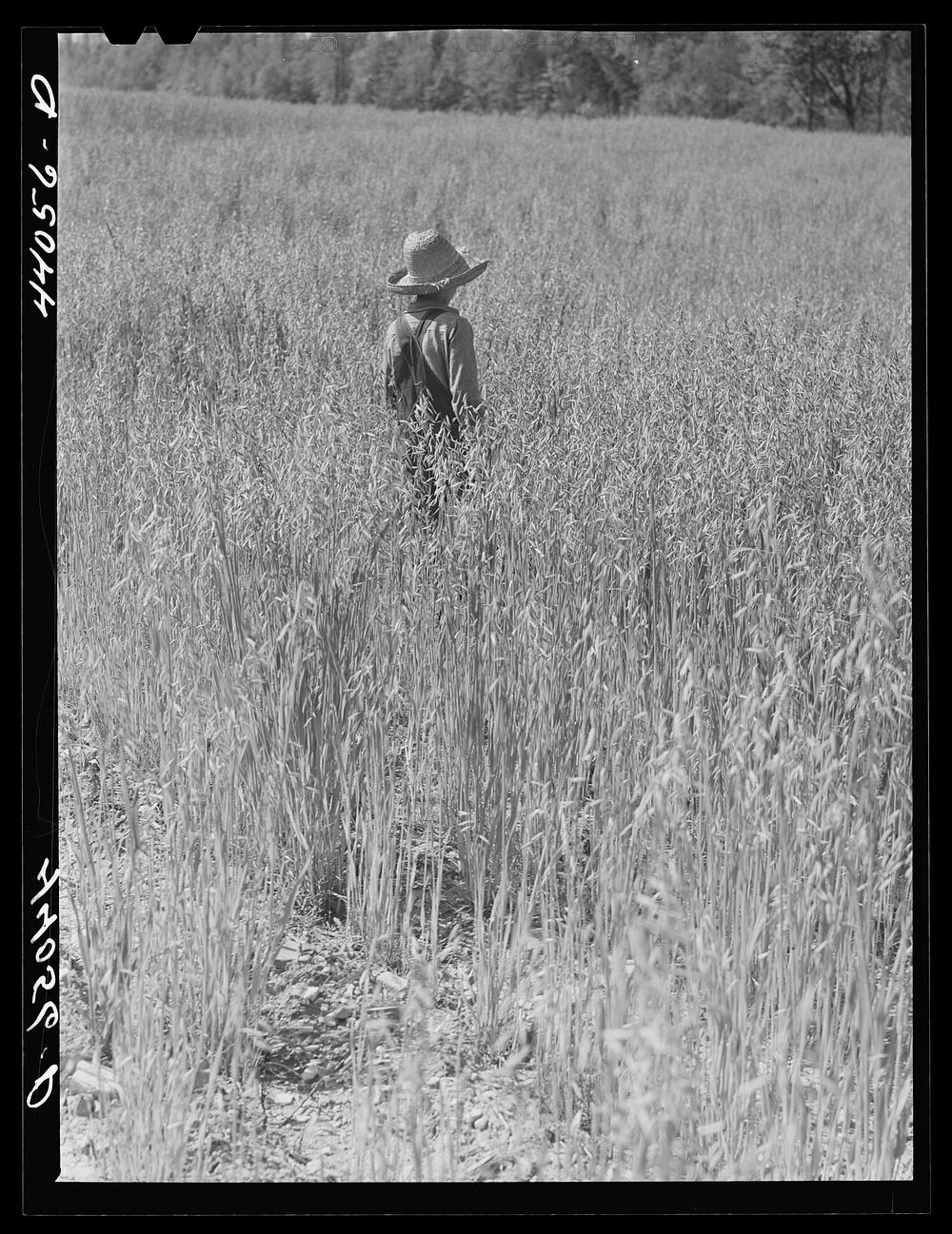 Mr. Lemuel Smith grows his oats for feed. His son Colie in field. Carroll County, Georgia. Sourced from the Library of…