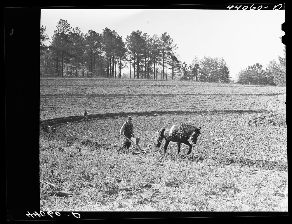 Mr. Lemuel Smith, FSA (Farm Security Administration) borrower, plowing his terraced field while son Colie is planting peas.…