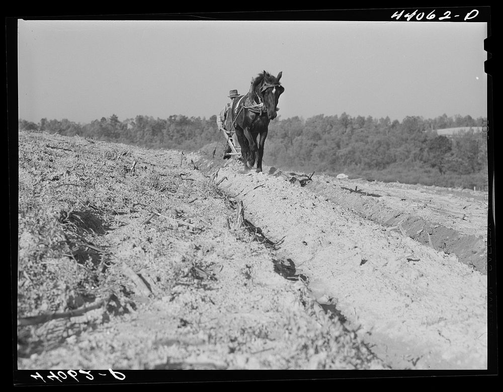 [Untitled photo, possibly related to: Mr. Lemuel Smith, FSA (Farm Security Administration) borrower, plowing his terraced…