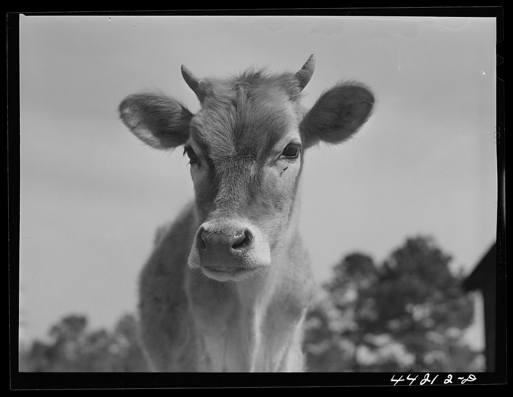 Cow. Greene County, Georgia. Sourced from the Library of Congress.