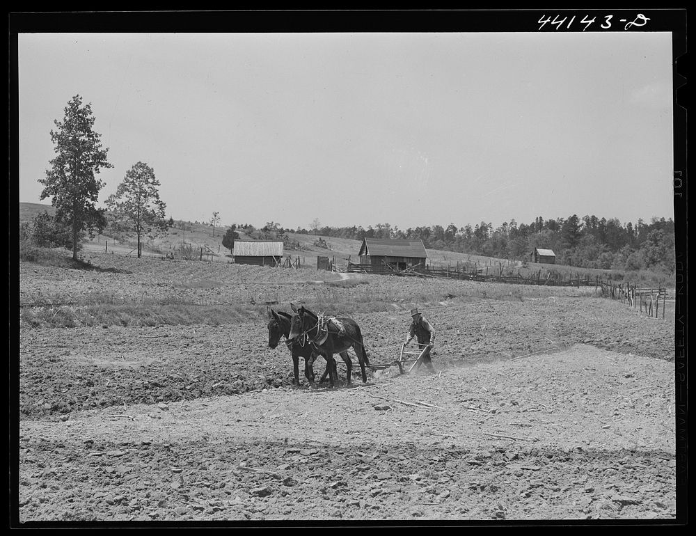Mr. Hubbard plowing on his farm in Greene County, Georgia. Sourced from the Library of Congress.