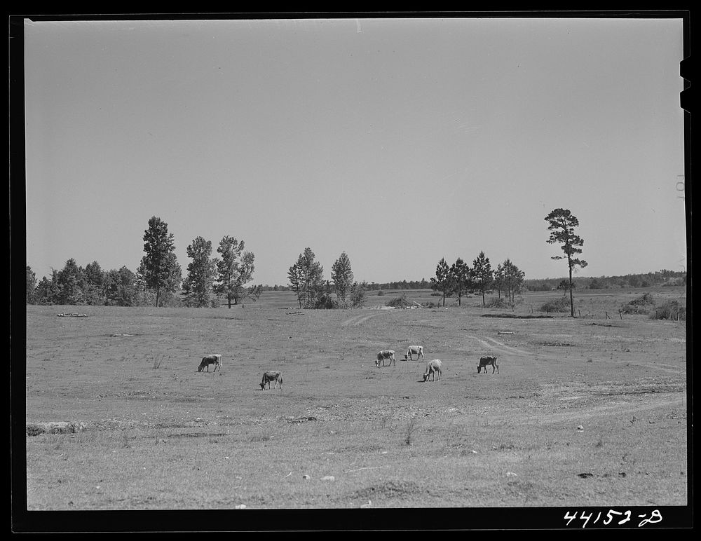 A pasture which FSA (Farm Security Administration) has just completed. Greene County, Georgia. Sourced from the Library of…