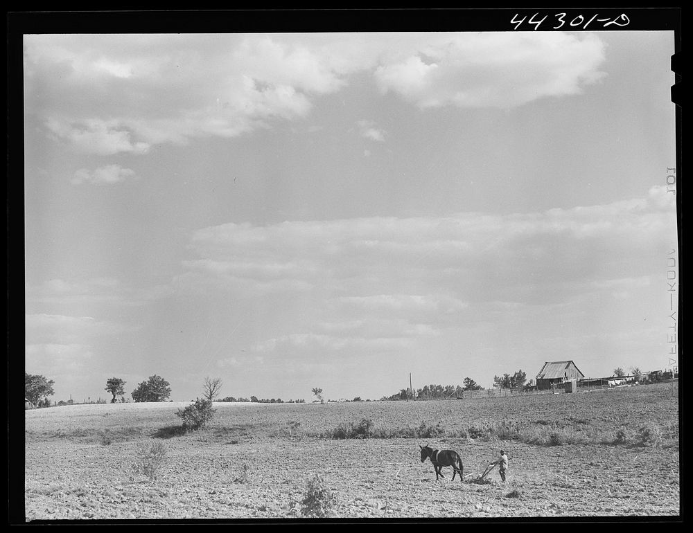 Lloyd Rhodes,  tenant, planting cotton. Near Bethany, Greene County, Georgia. Sourced from the Library of Congress.
