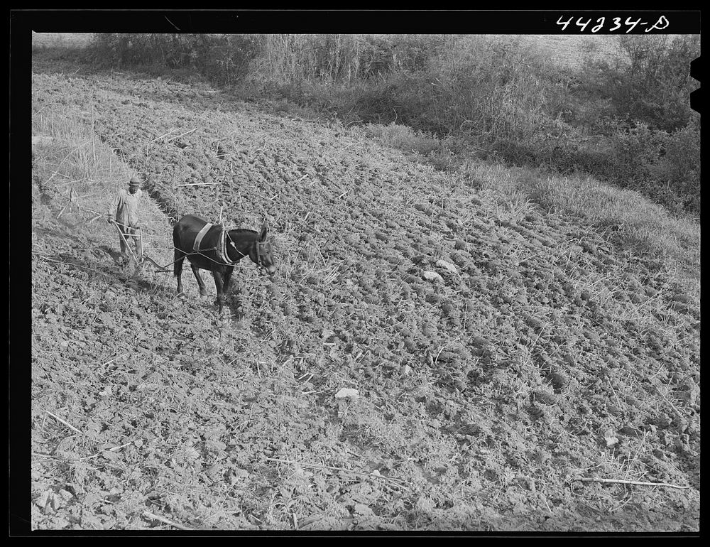 [Untitled photo, possibly related to: Planting cotton in Heard County, Georgia]. Sourced from the Library of Congress.