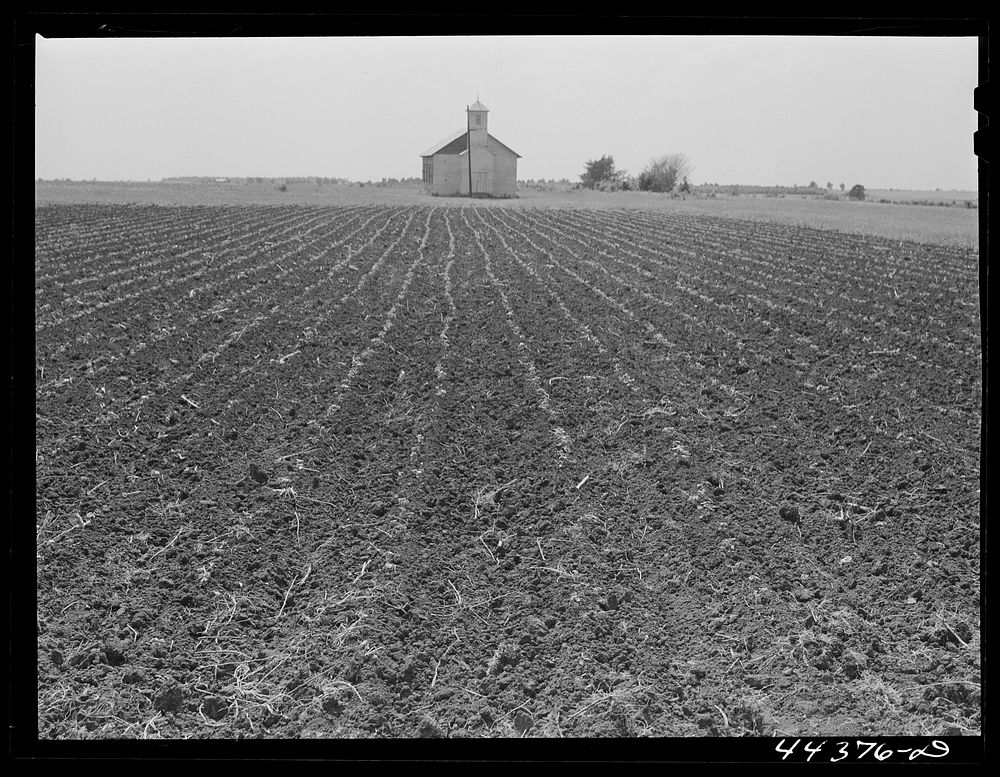 Church and cotton field near Greensboro, Alabama. Sourced from the Library of Congress.