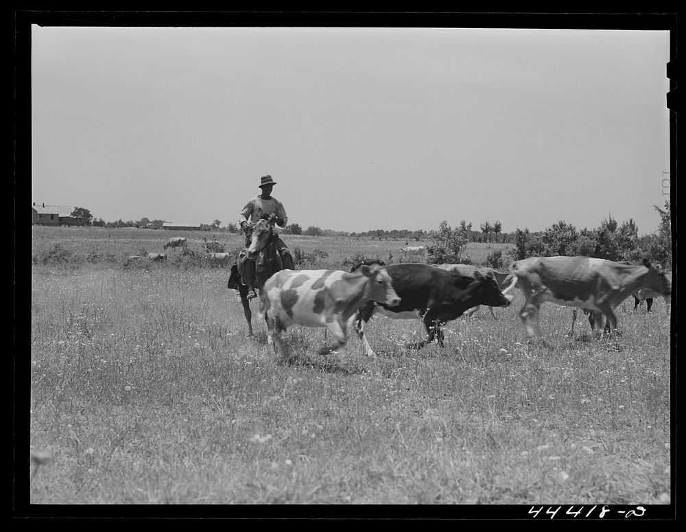  cowhand with cattle in the Black Prairie region. Hale County, Alabama. Sourced from the Library of Congress.