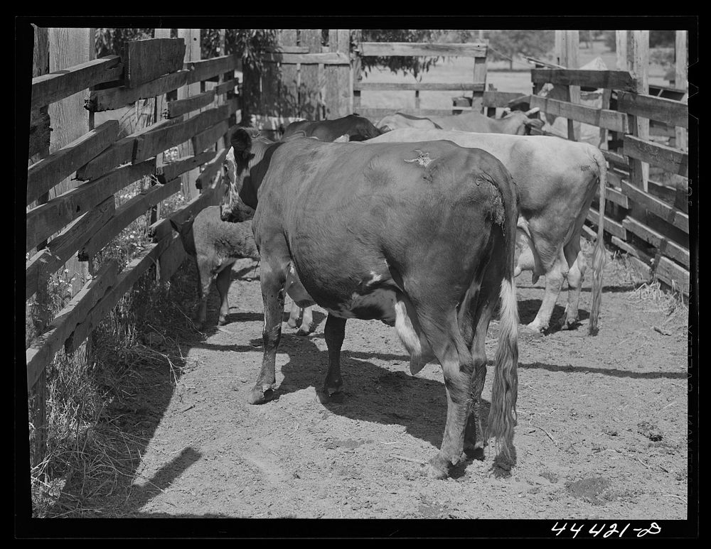 Cattle in a corral on a farm in the Black Prairie region. Near Lounsboro, Alabama. Sourced from the Library of Congress.
