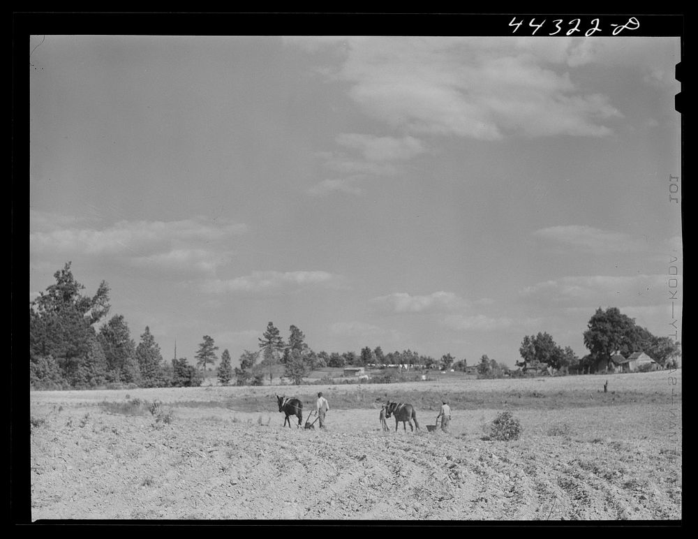 [Untitled photo, possibly related to: Lloyd Rhodes,  tenant, planting cotton. Near Bethany, Greene County, Georgia]. Sourced…