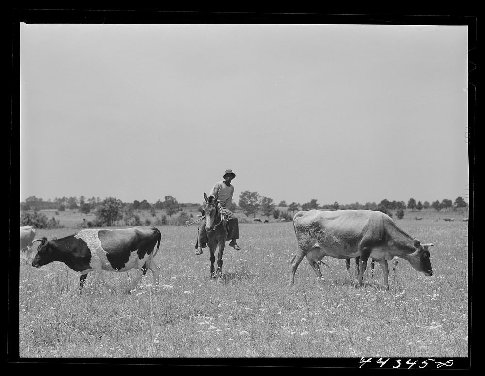 Herding cattle in Hale county. Near Uniontown, Alabama. Sourced from the Library of Congress.
