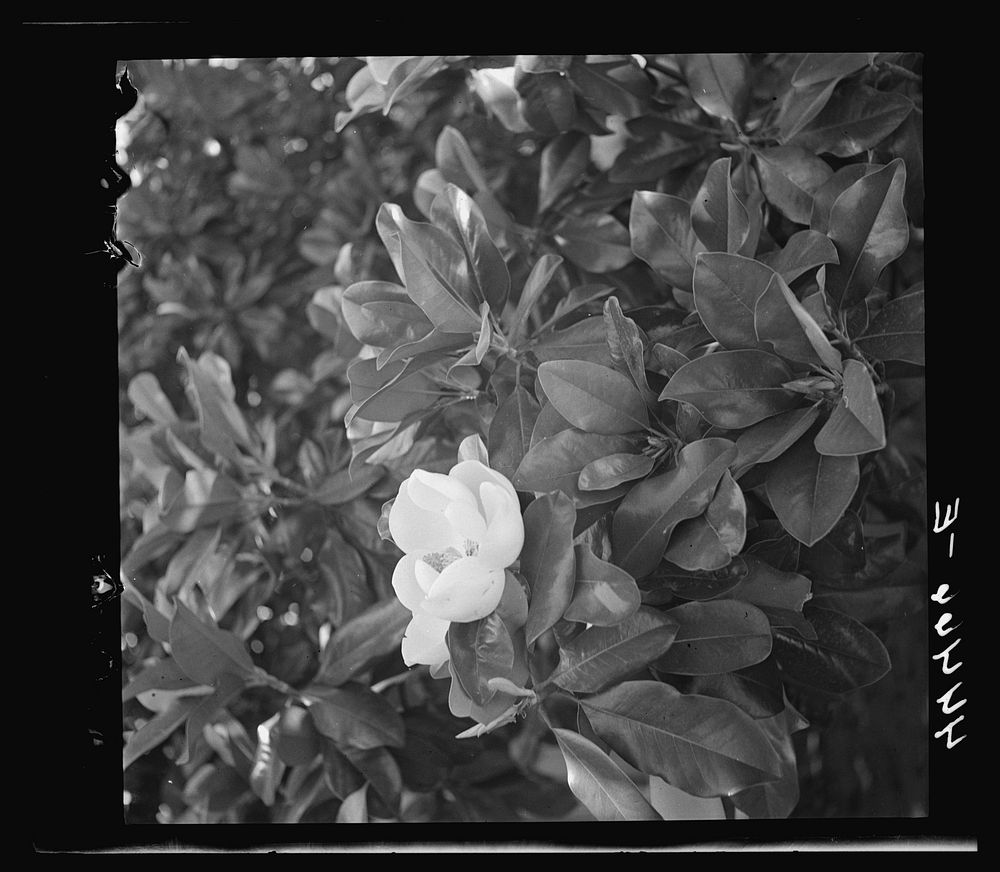 A magnolia blossom. Eutaw, Alabama. Sourced from the Library of Congress.
