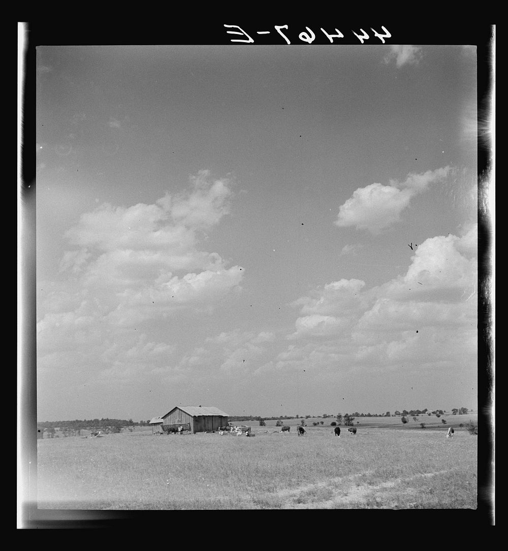 Cattle grazing in a field in Hale County, Alabama. Sourced from the Library of Congress.