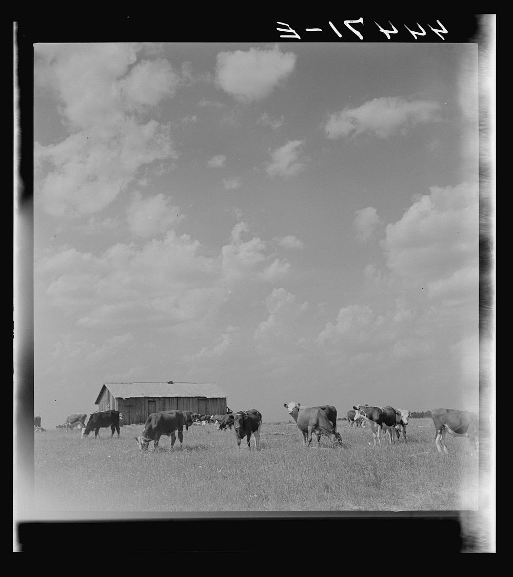 [Untitled photo, possibly related to: Cattle grazing in a field in Hale County. The barn in the background used to be a…