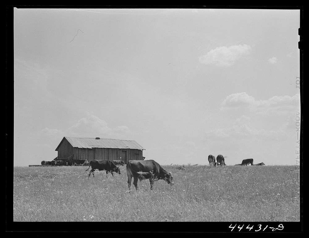 Cattle grazing in the Black Prairie regions. Barn in background was sharecropper's cabin. Hale County, Alabama. Sourced from…