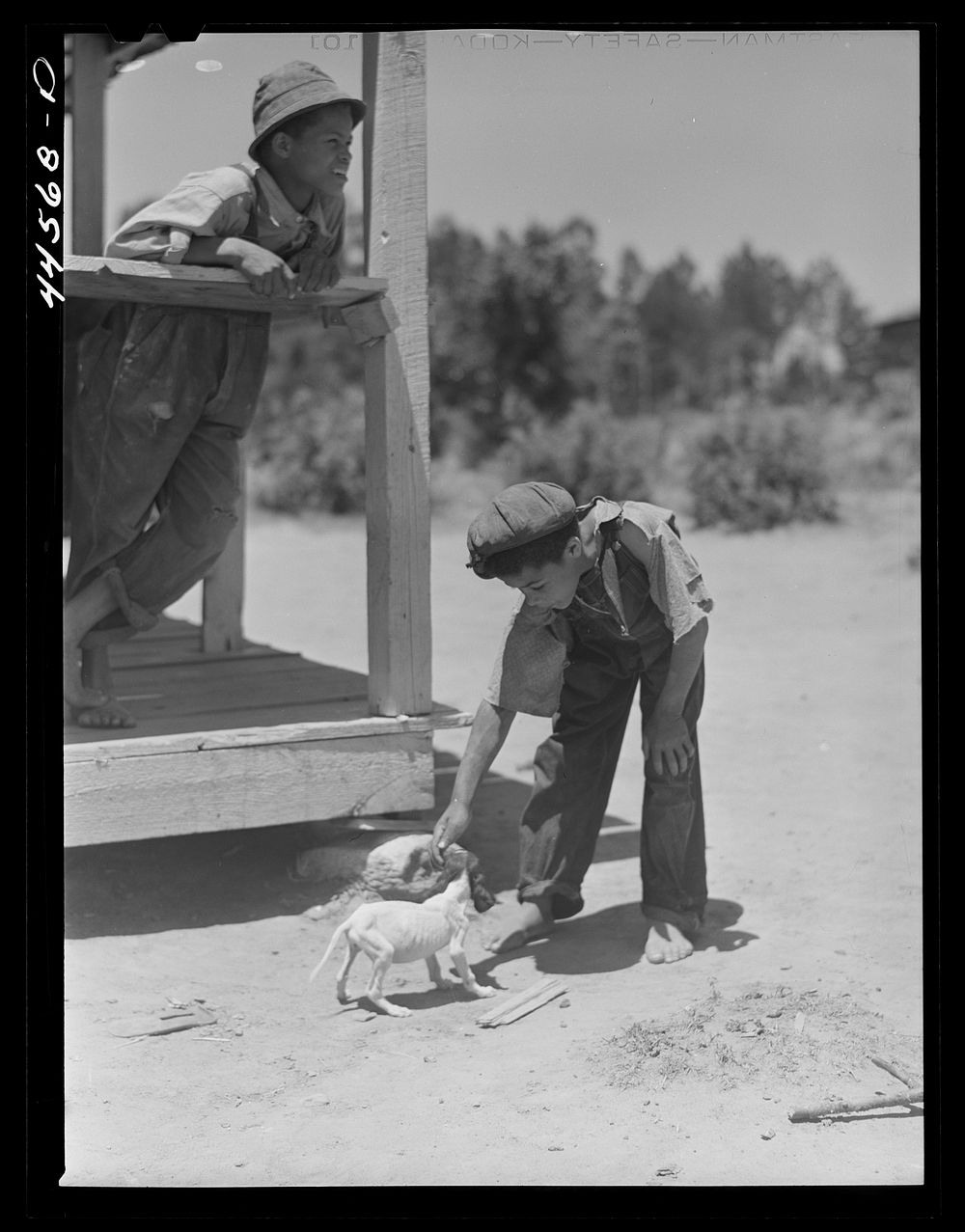 Two of the children of R. L. Smith playing with a sickly dog. FSA (Farm Security Administration) borrower. Woodville, Greene…