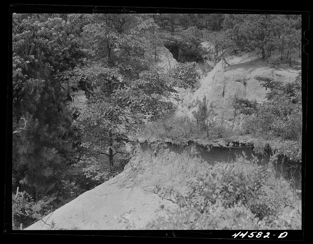 A gully near Penfield. Greene County, Georgia. Sourced from the Library of Congress.