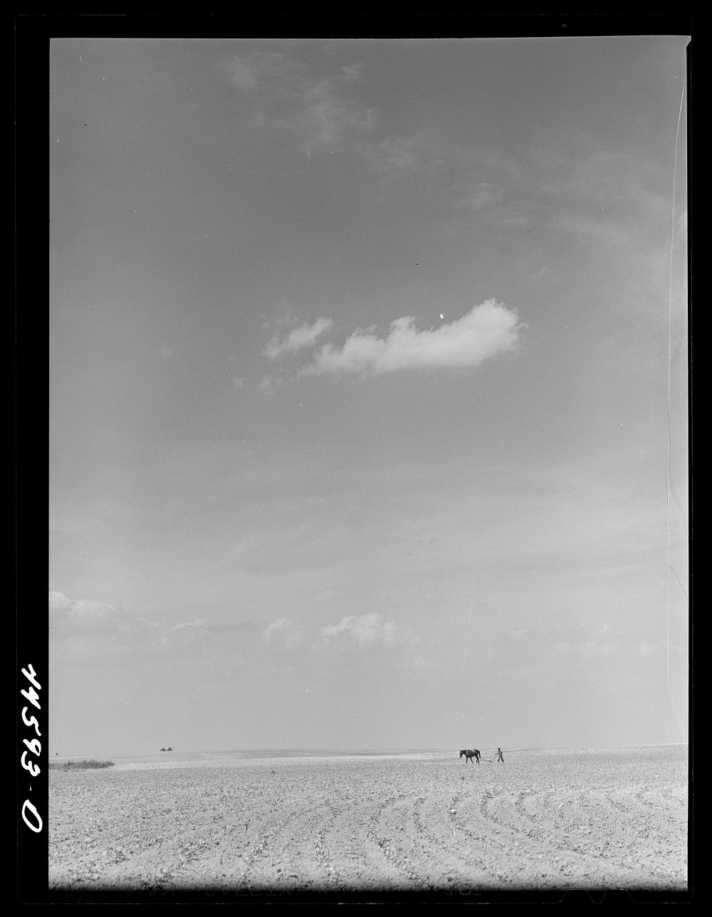 Plowing a field of cotton. Greene County, Georgia. Sourced from the Library of Congress.