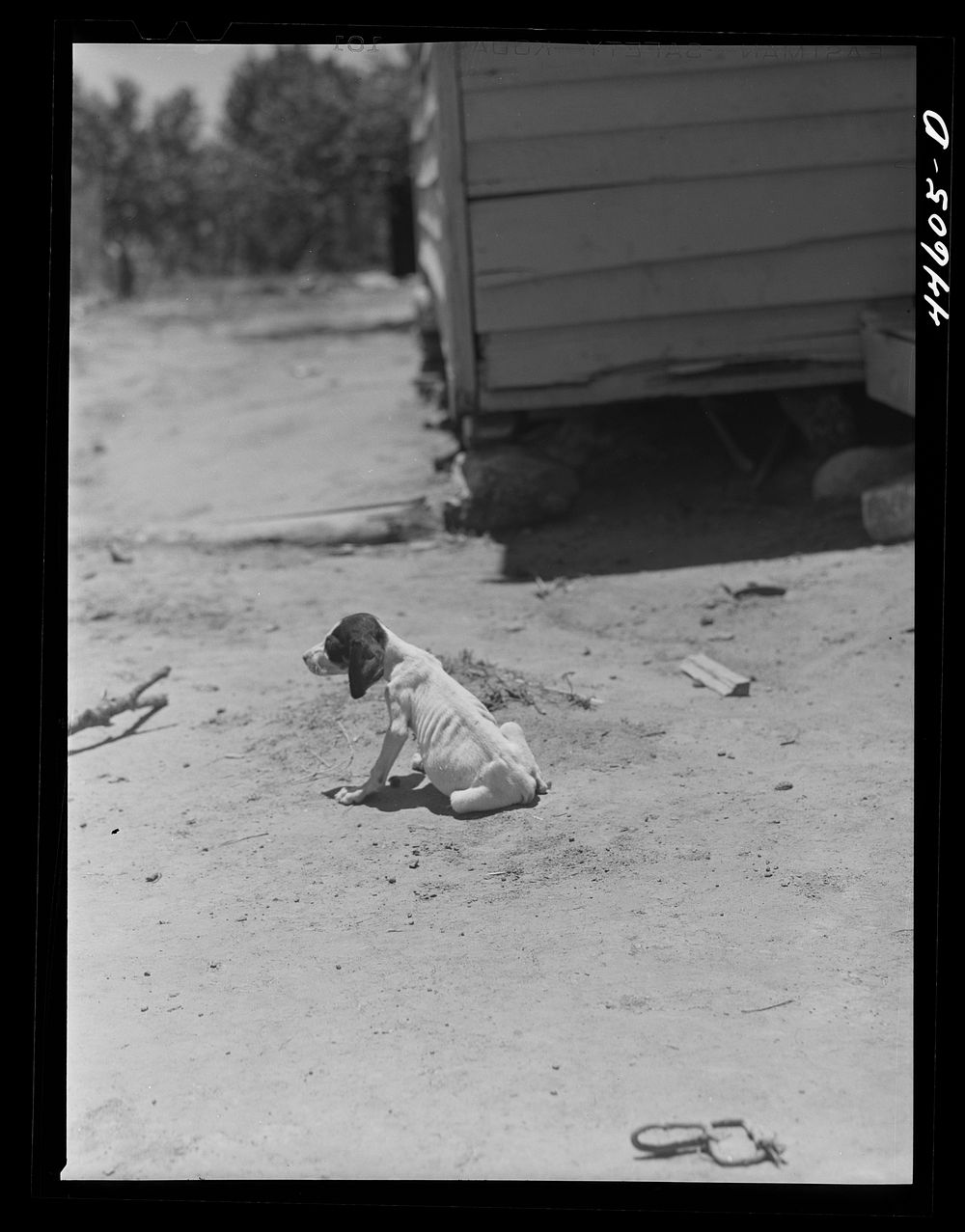 Sickly dog at the home of R. L. Smith, FSA (Farm Security Administration) borrower. Woodville, Greene County, Georgia.…