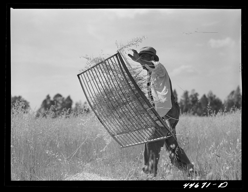Harvesting wheat with a cradle. Near Wrayswood, Greene County, Georgia. Sourced from the Library of Congress.