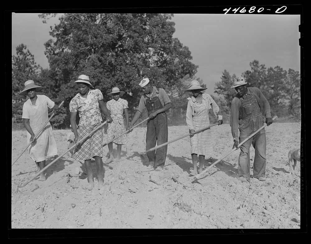 The family of Mr. LeRoy Dunn, chopping cotton in a rented field near White Plains, Greene County, Georgia. Sourced from the…