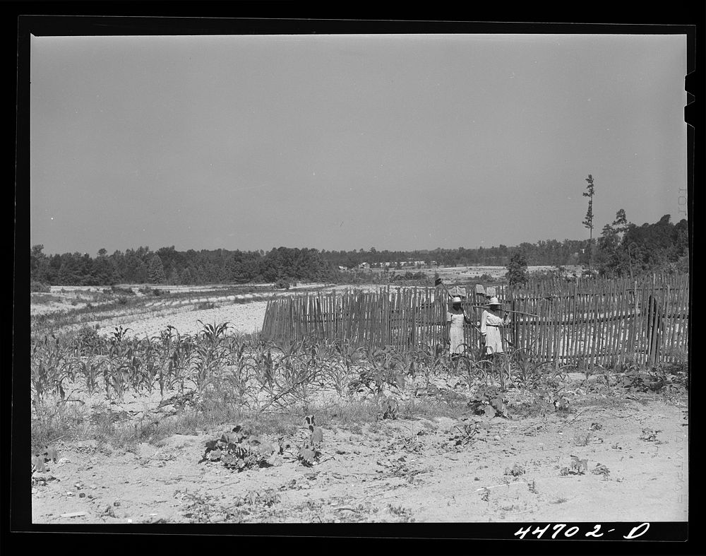 [Untitled photo, possibly related to: Going out to chop cotton on a FSA (Farm Security Administration) farm near Siloam…