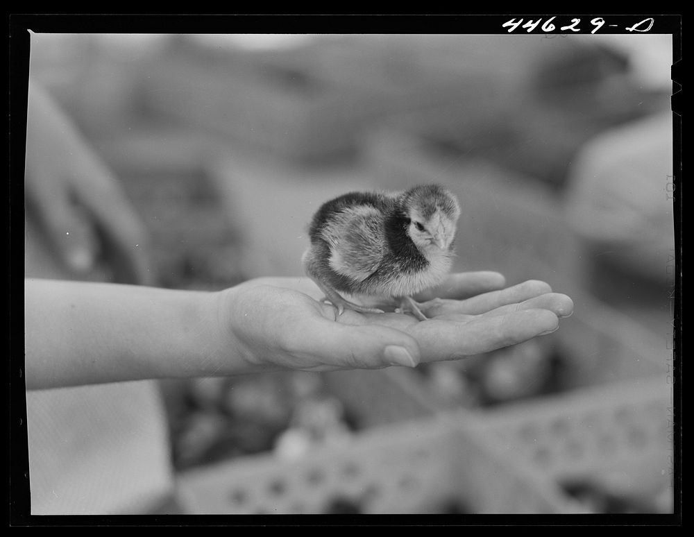 One of the chicks delivered at the Greensboro depot in connection with the FSA (Farm Security Administration) Food for…