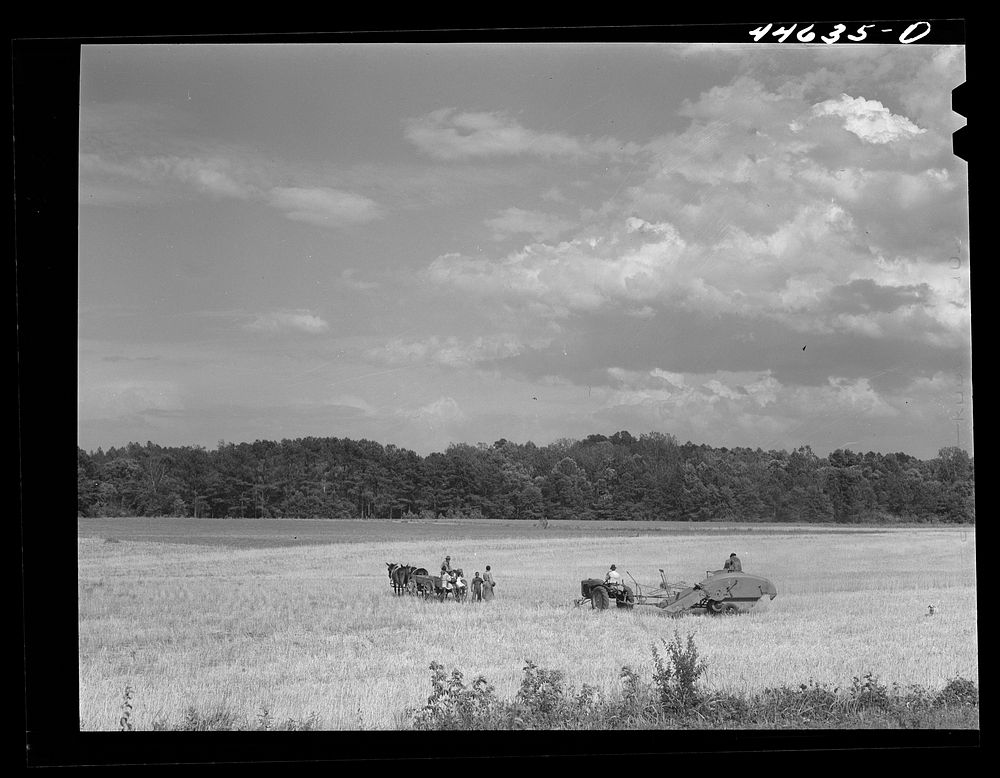 Harvesting wheat with a combine in northern Greene County, Georgia. Sourced from the Library of Congress.