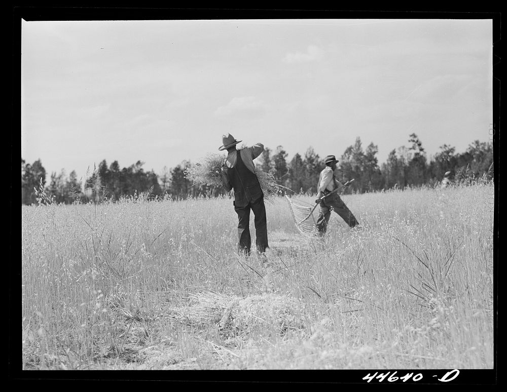 Harvesting wheat with a cradle. Northern Greene County, Georgia. Sourced from the Library of Congress.