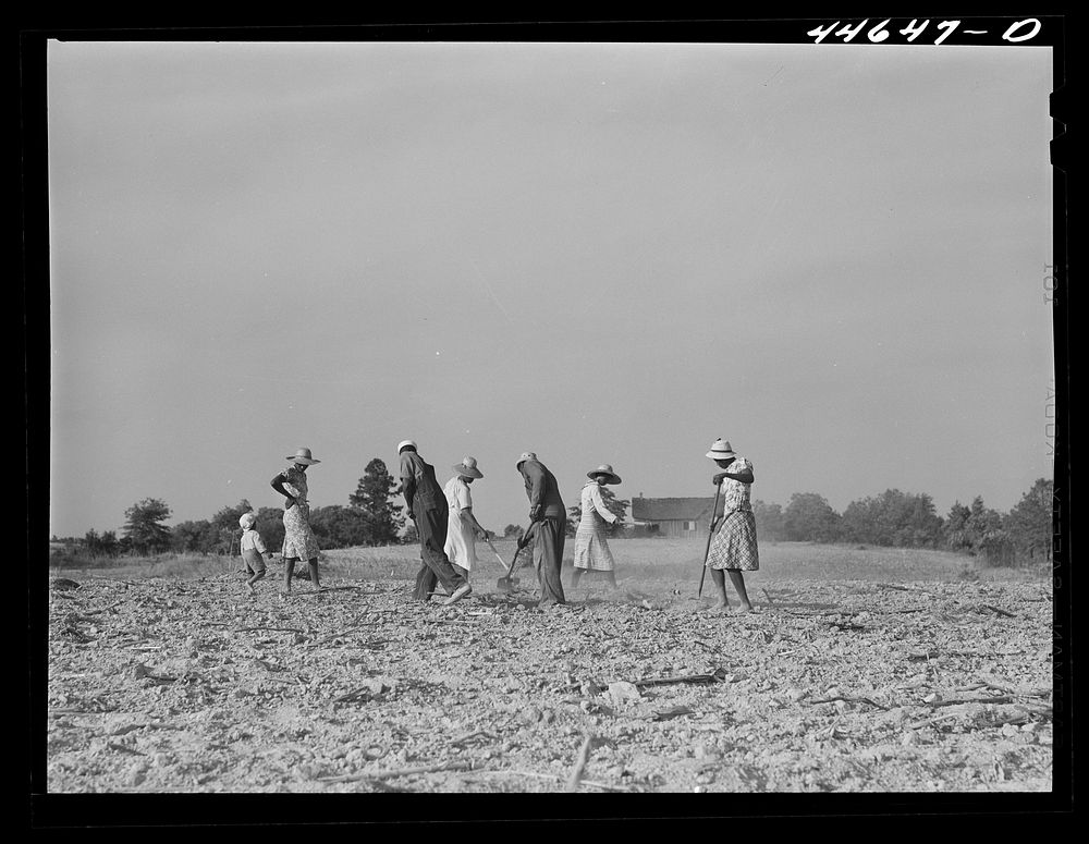 [Untitled photo, possibly related to: Chopping cotton on rented land. Near White Plains, Greene County, Georgia]. Sourced…