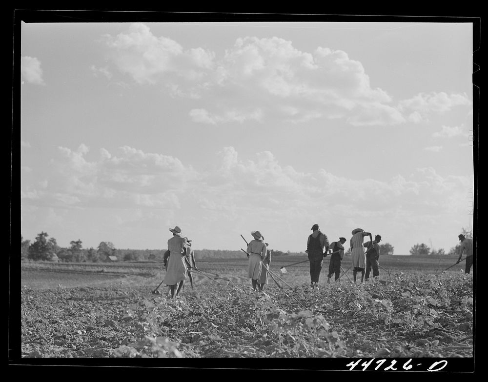 [Untitled photo, possibly related to: Chopping cotton on a large farm near Greensboro, Greene County, Georgia]. Sourced from…