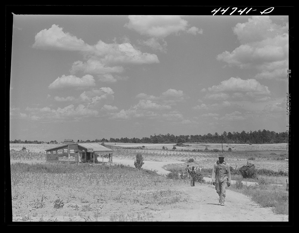 Greene County landscape on the Jackson farm near White Plains, Georgia. Sourced from the Library of Congress.