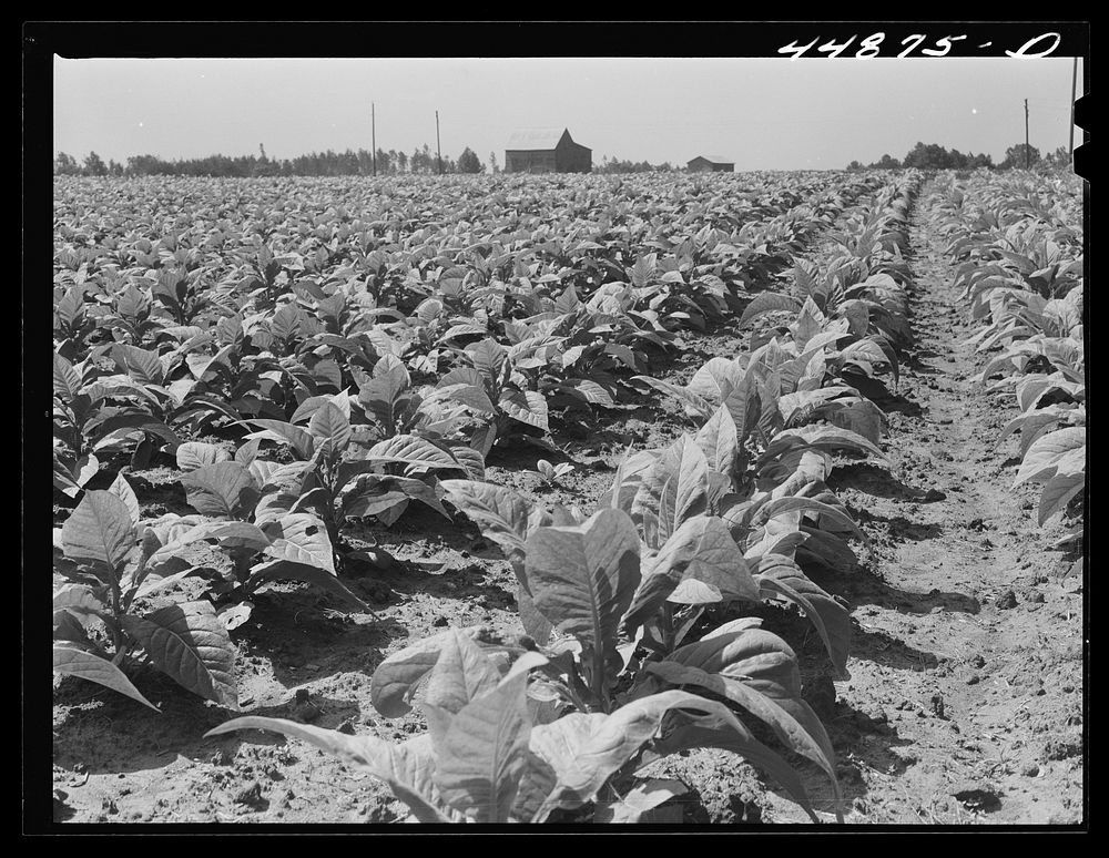 A field of tobacco in the area being taken over by the Army in Caroline County, Virginia. Sourced from the Library of…