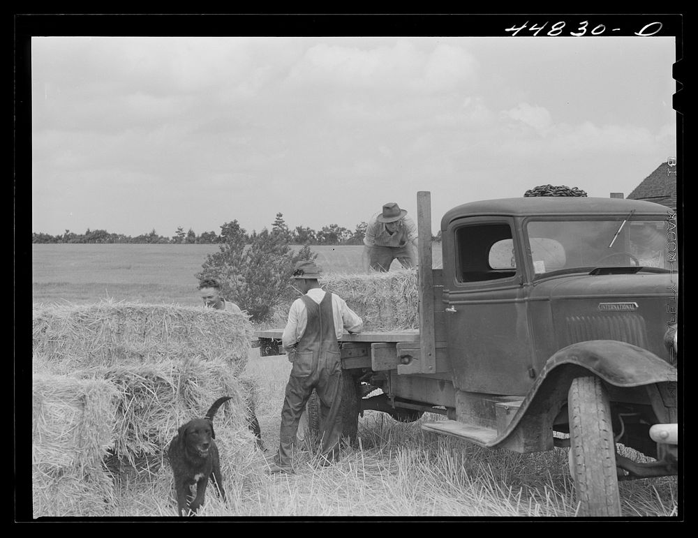 Removing the last hay that he will grow on that farm, the farmer is preparing to move out of the area taken over by the Army…