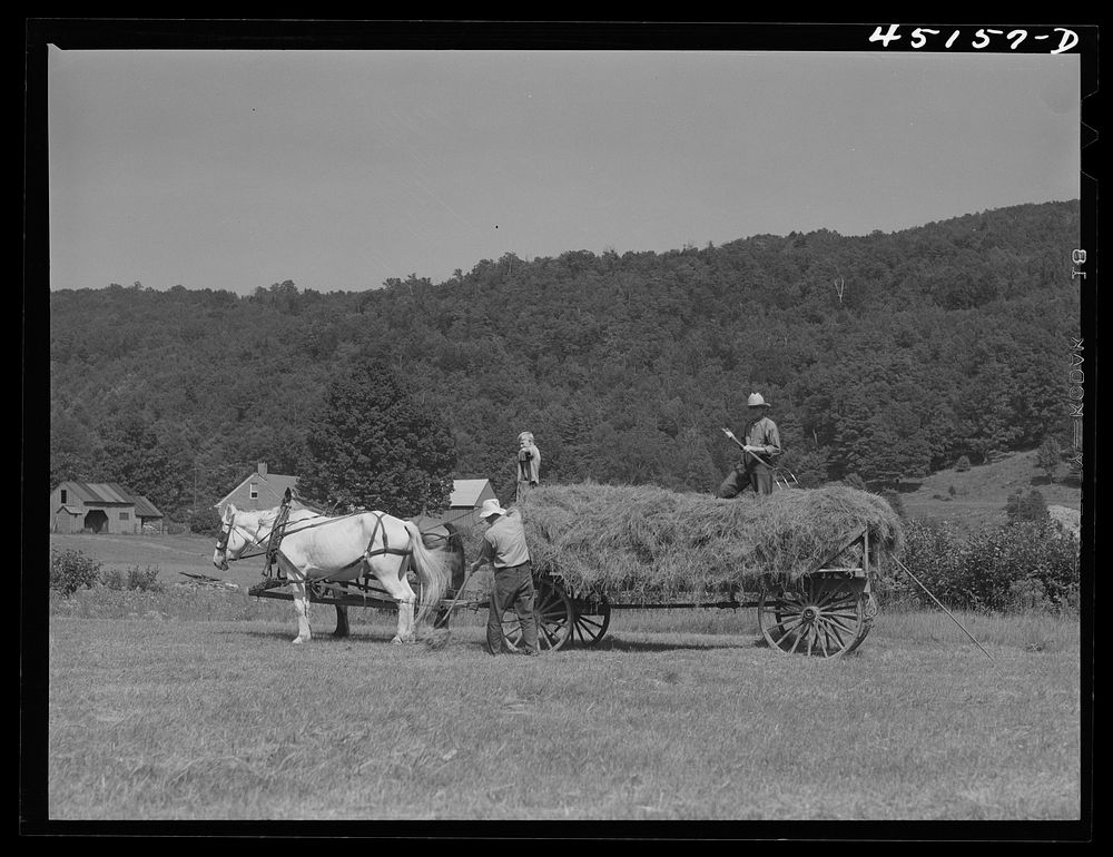 Gathering hay on the farm of Emanuel Rink, FSA (Farm Security Administration) dairy farmer near Brookline, Vermont. Sourced…