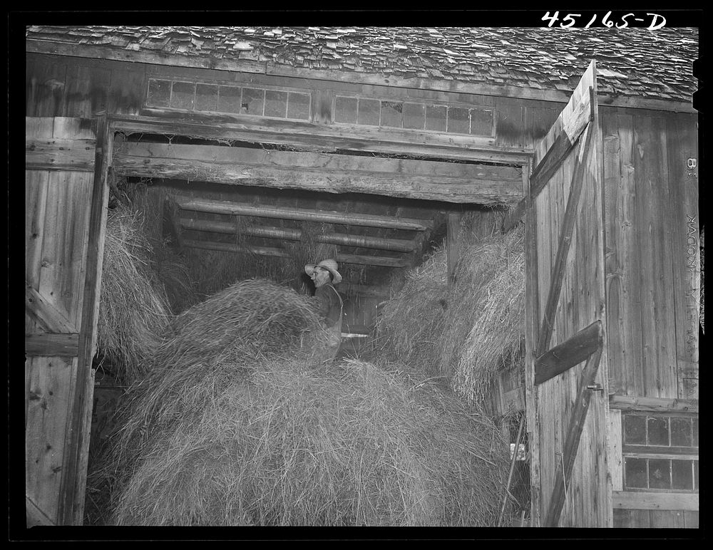 [Untitled photo, possibly related to: Mr. Silas Butson, FSA (Farm Security Administration) client, loading hay into his…