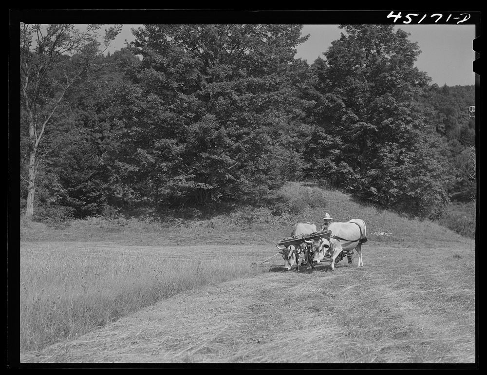 Cutting hay with oxen on the farm of Silas Butson, FSA (Farm Security Administration) client. Athens, Vermont. Sourced from…