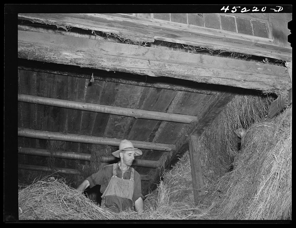 [Untitled photo, possibly related to: Mr. Silas Butson, FSA (Farm Security Administration) client, loading hay into his…