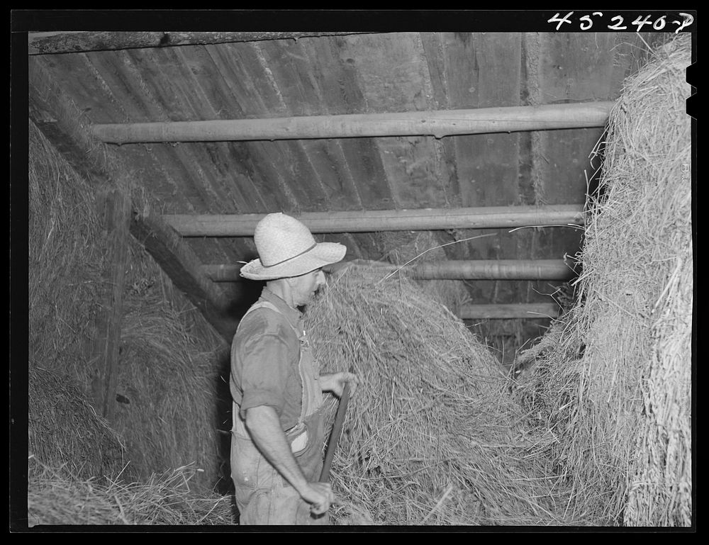 Mr. Silas Butson, FSA (Farm Security Administration) client, loading hay into his barn. Athens, Vermont. Sourced from the…