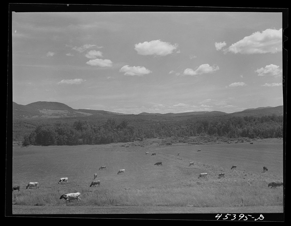 [Untitled photo, possibly related to: Cattle grazing in a field near Brandon, Vermont]. Sourced from the Library of Congress.