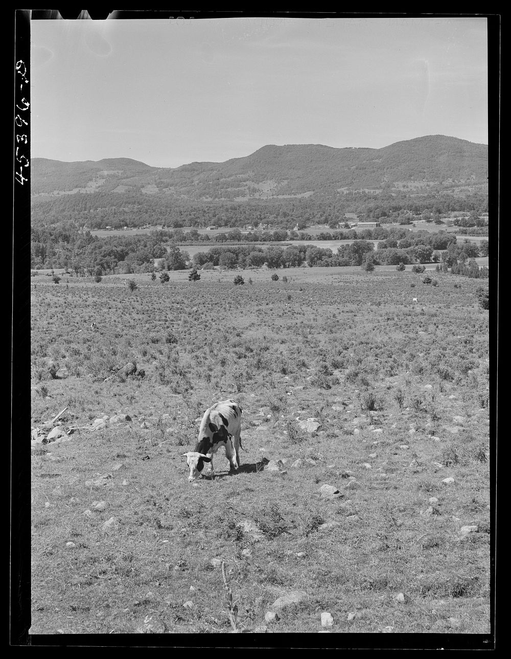 Rocky pasture near Brandon, Vermont. Sourced from the Library of Congress.