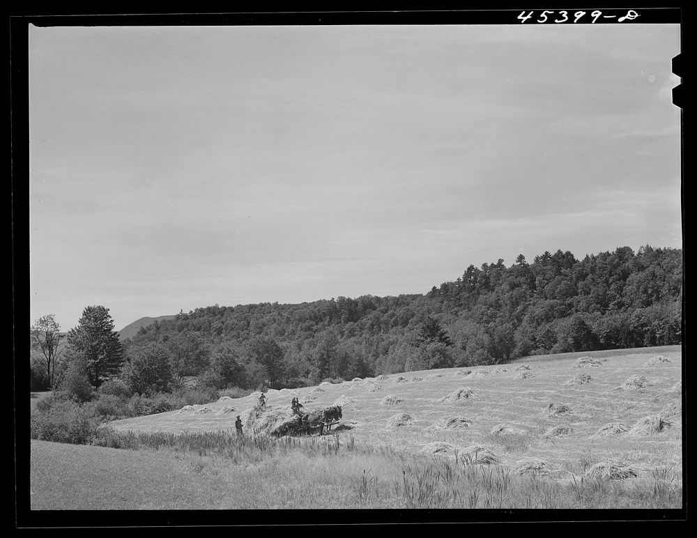 Harvesting hay near Brandon, Vermont. Sourced from the Library of Congress.