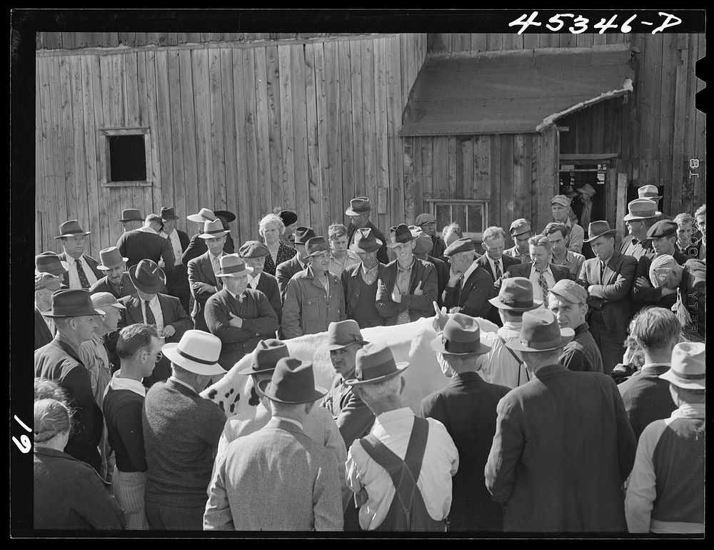 Auctioning off a dairy herd on the Ingalls farm in the Pine Camp expansion area. Near Antwerp, New York. Sourced from the…