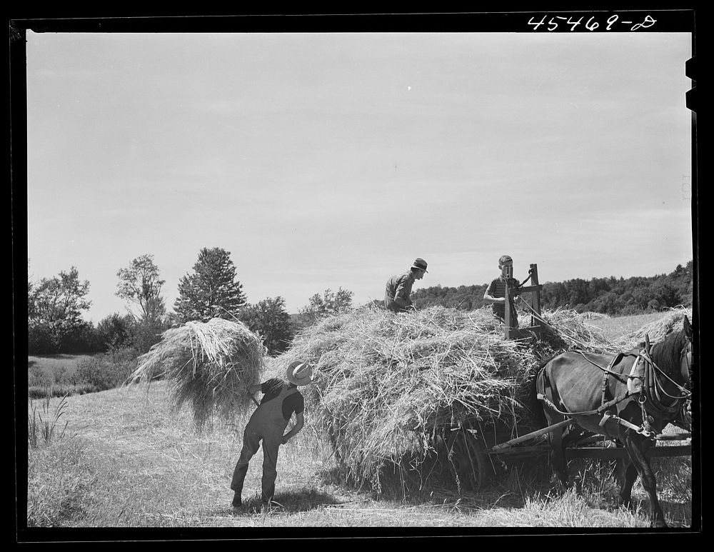 Gathering hay near Brandon, Vermont. Sourced from the Library of Congress.