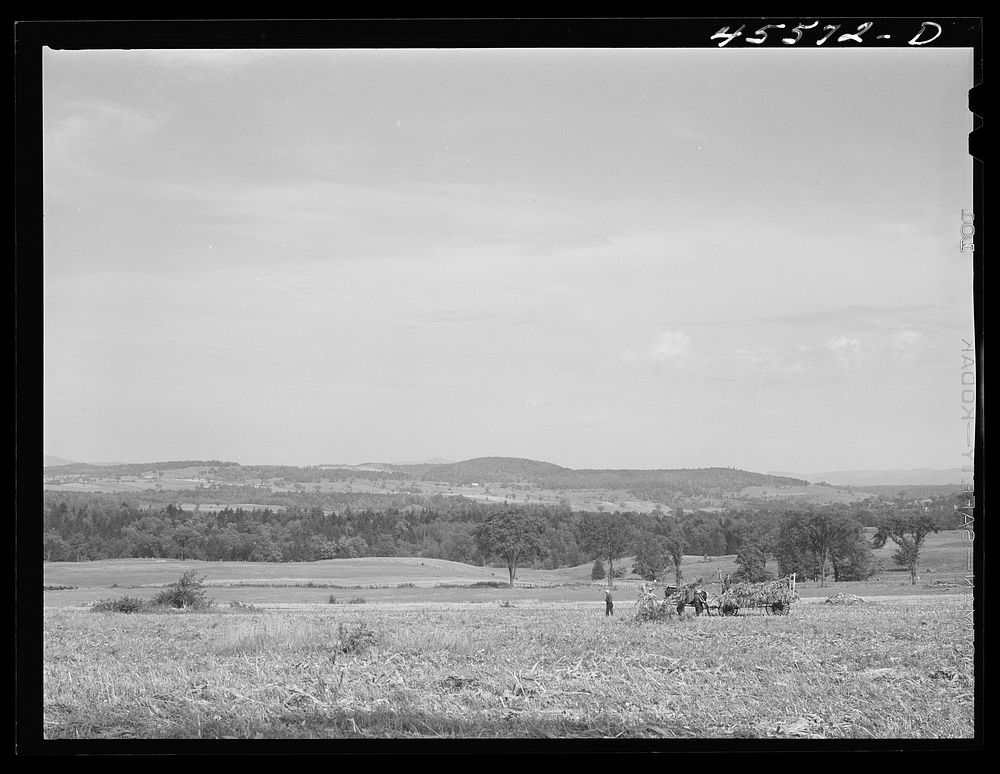 Loading corn on a farm near Sheldon, Vermont. Sourced from the Library of Congress.