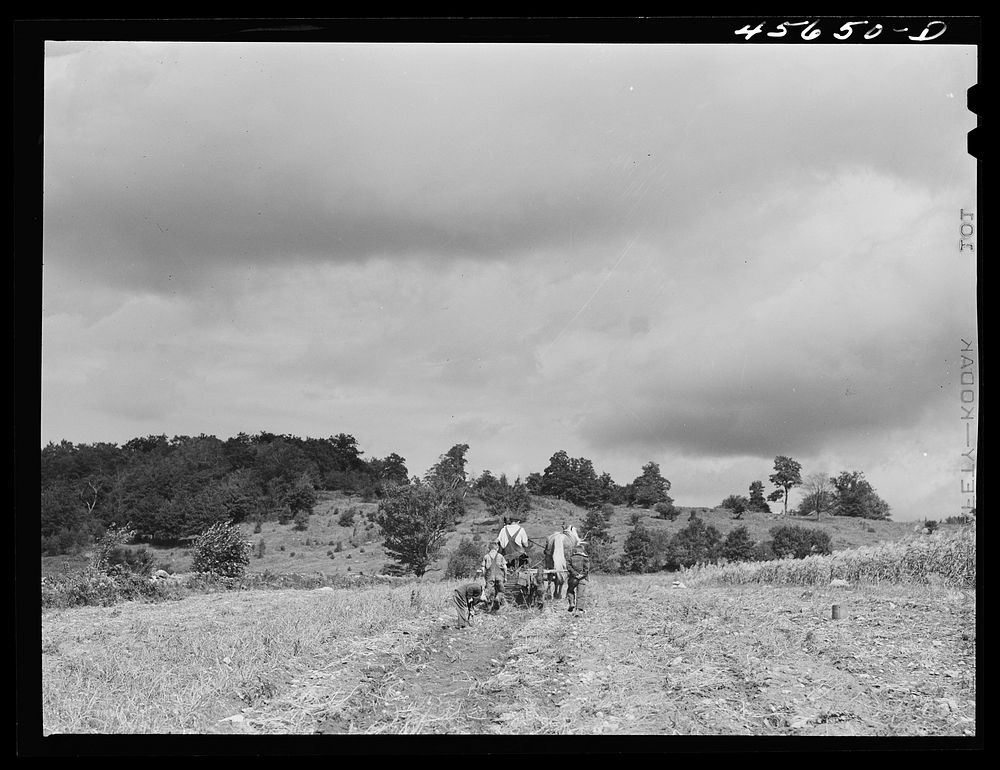 [Untitled photo, possibly related to: Mr. William Gaynor and some of the children taking the wagon out to gather corn for…
