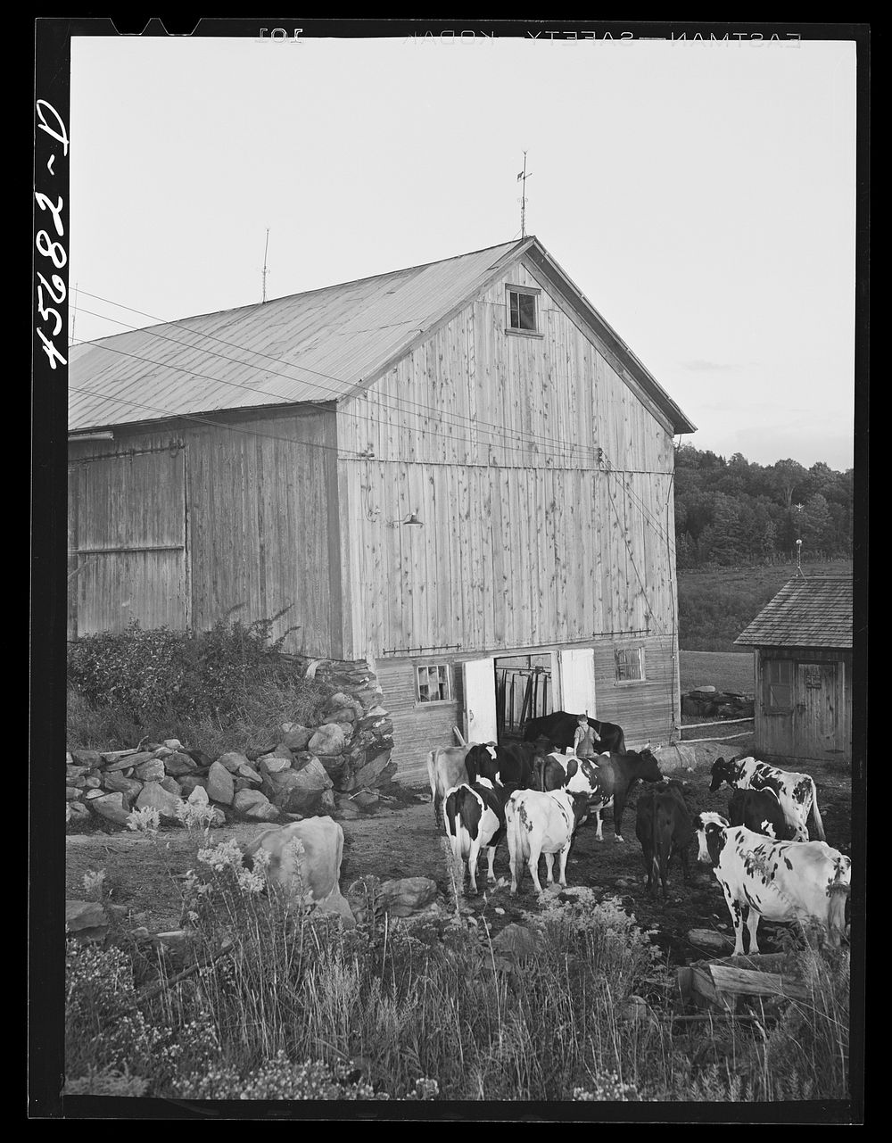 Getting the cows into the barn to be milked, on the farm of William Gaynor, FSA (Farm Security Administration) dairy farmer…