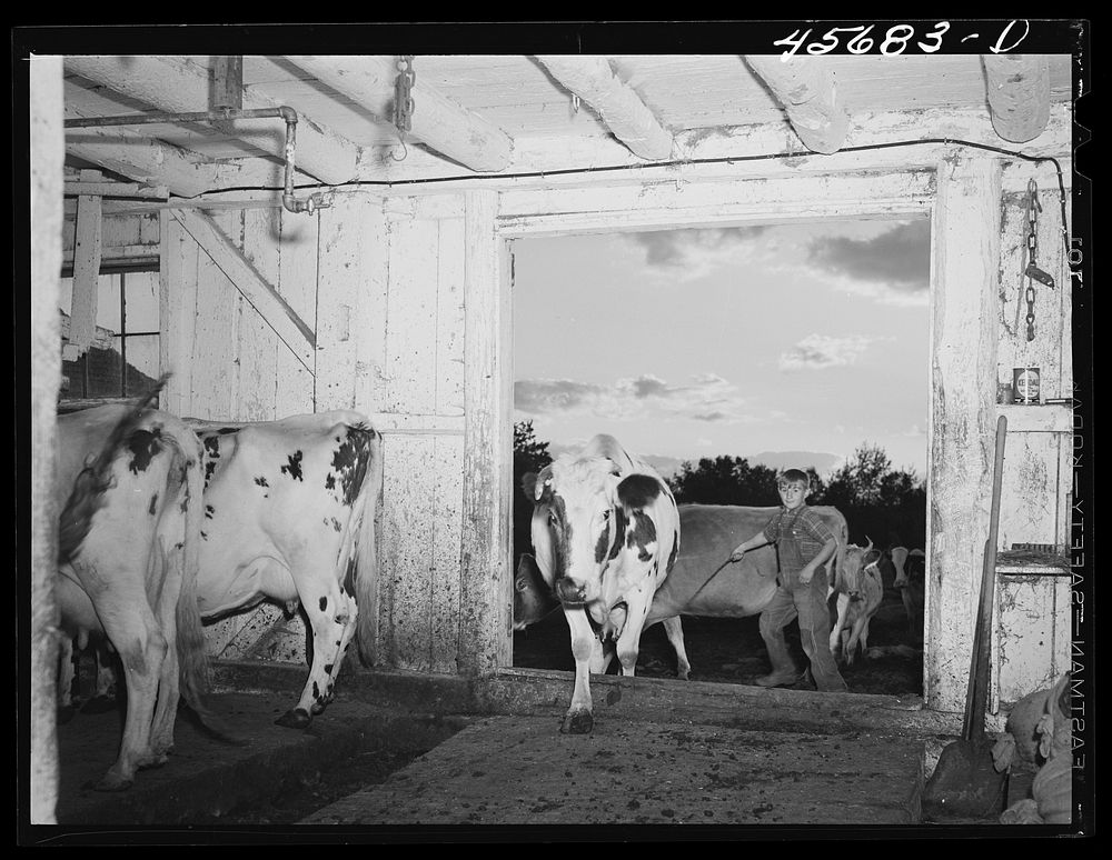 Getting the cows into the barn to be milked on the farm of Mr. William Gaynor, FSA (Farm Security Administration) dairy…